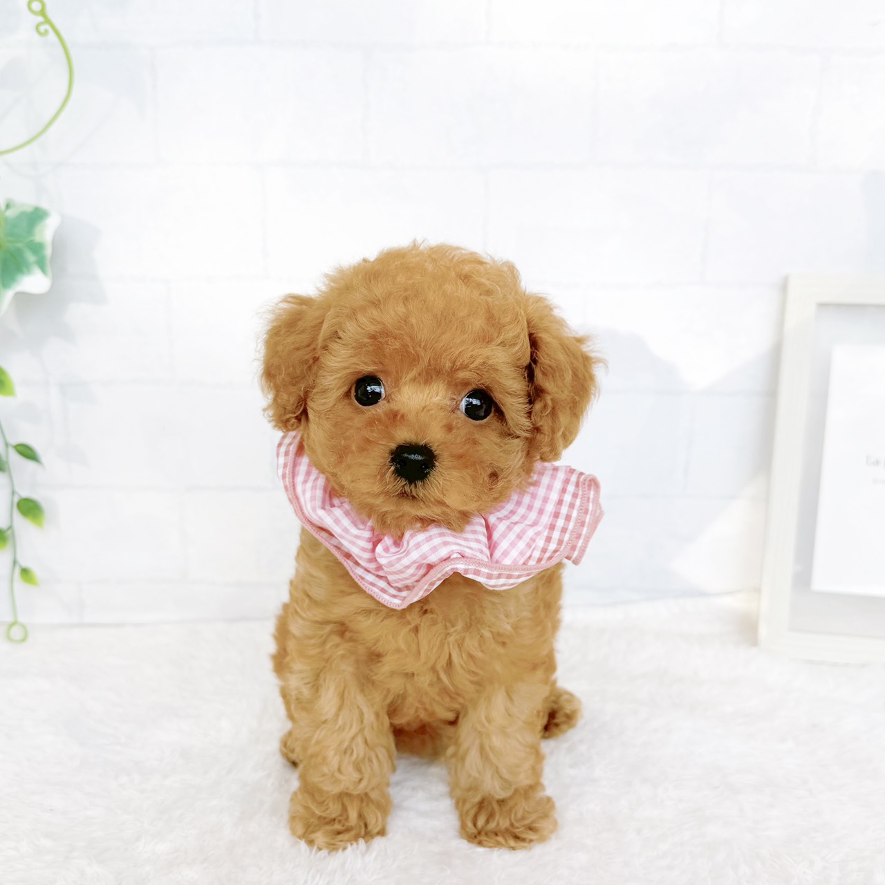 石川県のトイプードル(タイニー) (犬の家＆猫の里金沢店/2026年7月25日生まれ/女の子/レッドフォーン)の子犬の4枚目の画像