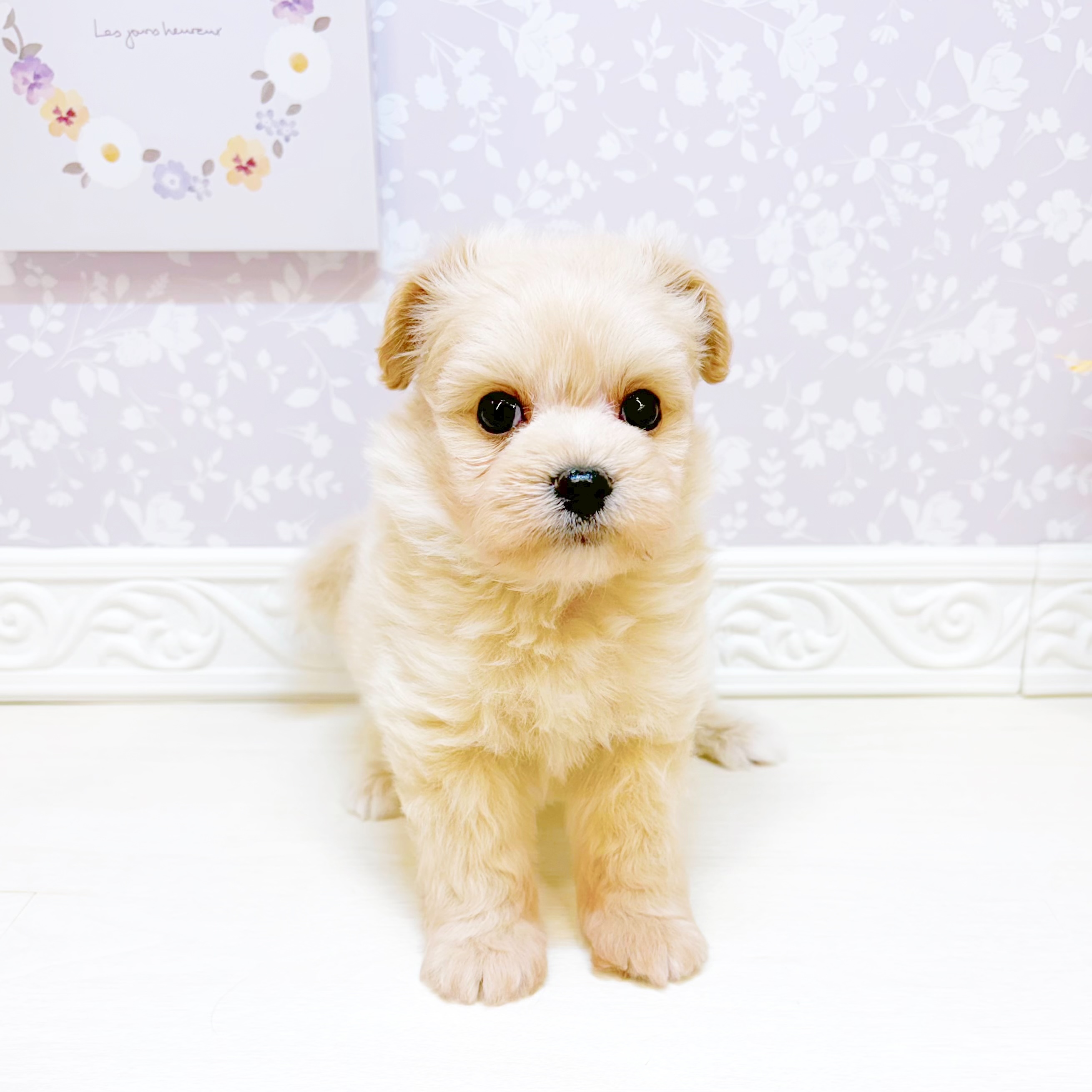 石川県のポメプー(ポメラニアン×プードル) (犬の家＆猫の里アミーゴ金沢おこばた店/2026年7月25日生まれ/男の子/クリーム)の子犬の4枚目の画像