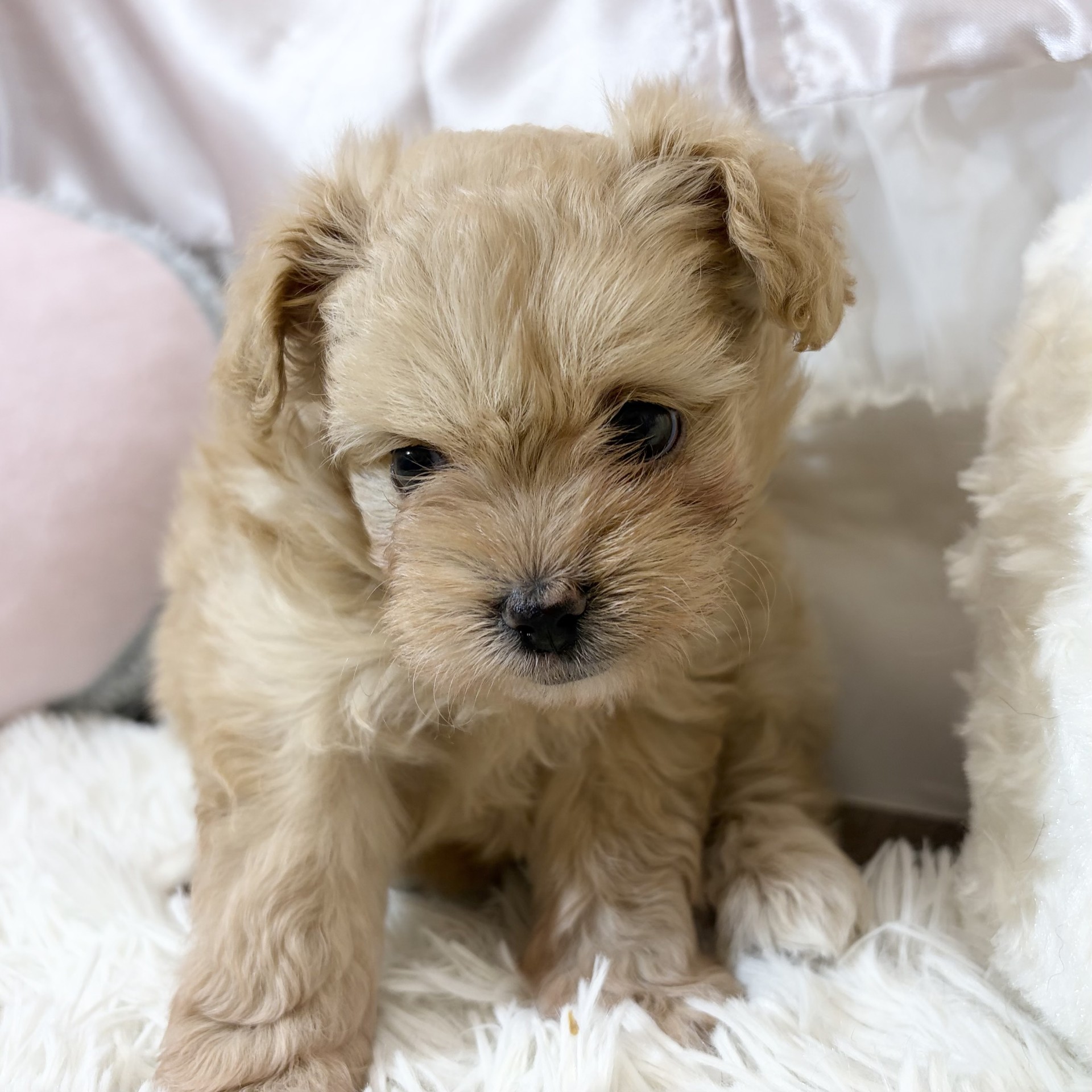 兵庫県のポメプー(ポメラニアン×プードル) (犬の家＆猫の里カナート西神戸店/2026年7月25日生まれ/女の子/クリーム)の子犬の4枚目の画像