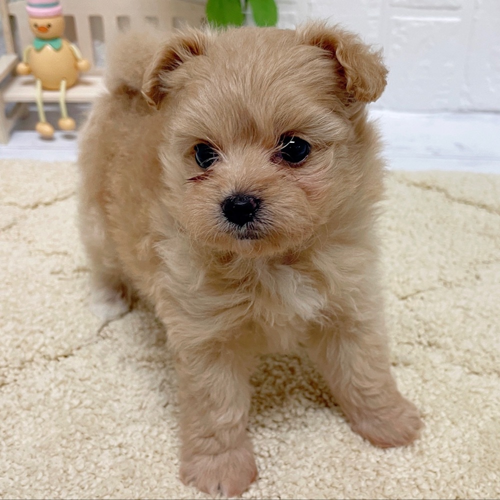 岡山県のポメプー(ポメラニアン×プードル) (犬の家＆猫の里岡山店/2026年7月25日生まれ/女の子/クリーム)の子犬の4枚目の画像