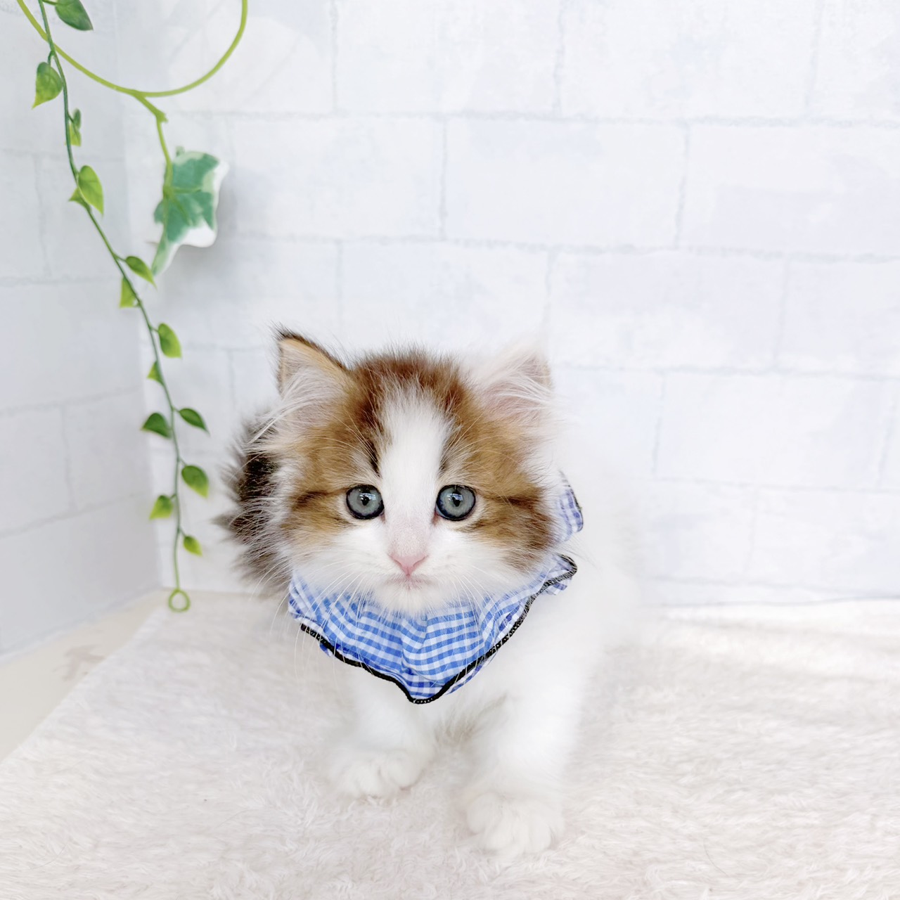石川県のラガマフィン (犬の家＆猫の里金沢店/2026年7月18日生まれ/男の子/ブラウンタビーホワイト)の子猫の1枚目の画像