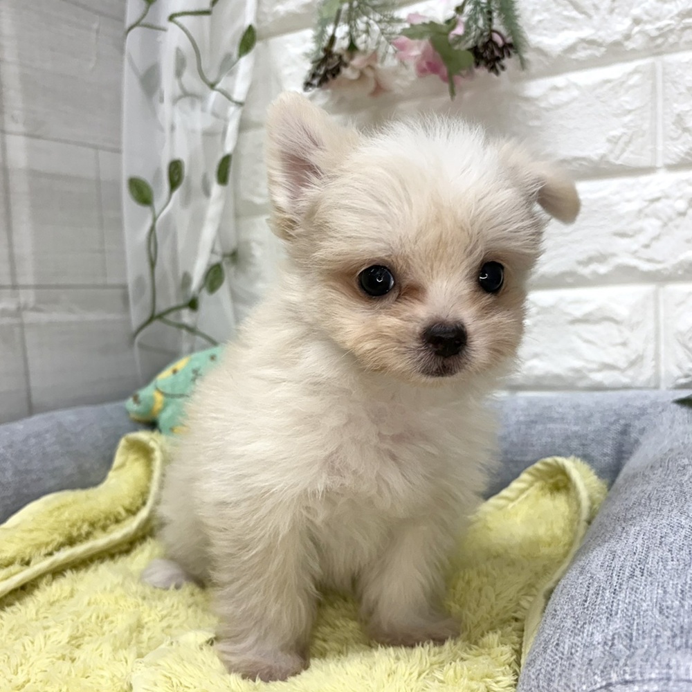 長野県のチワマル/マルチワ(チワワ×マルチーズ) (犬の家＆猫の里塩尻店/2026年7月24日生まれ/男の子/クリームホワイト)の子犬の4枚目の画像