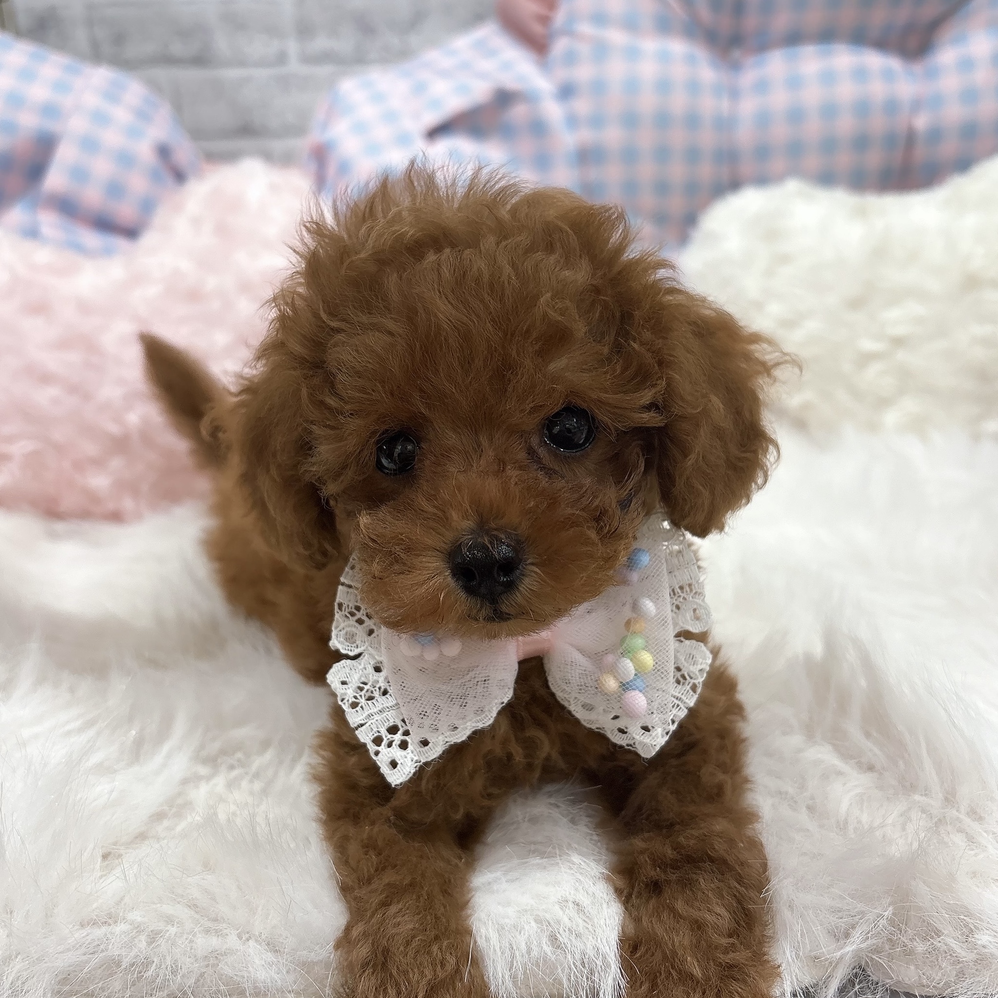 神奈川県のトイプードル(トイ) (犬の家＆猫の里元住吉ブレーメン通り店/2026年7月25日生まれ/女の子/レッドフォーン)の子犬の4枚目の画像