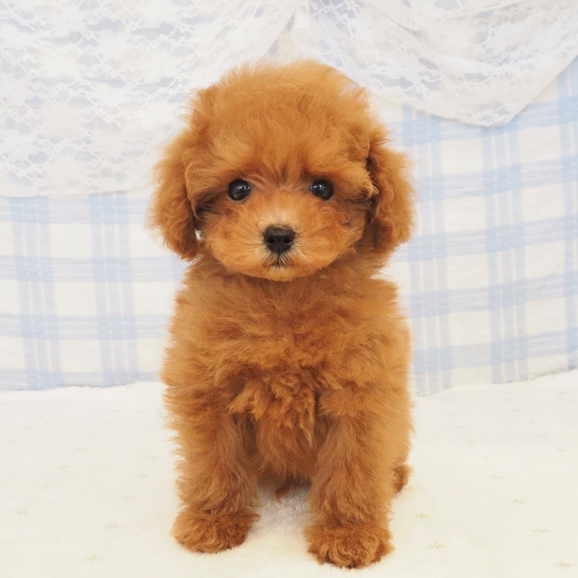 大阪府のトイプードル(トイ) (犬の家＆猫の里もりのみやキューズモールBASE店/2026年7月25日生まれ/男の子/レッドフォーン)の子犬の4枚目の画像