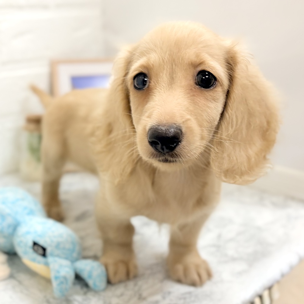 愛知県のミニチュアダックスフンド(ロング) (犬の家＆猫の里豊田店/2026年7月23日生まれ/女の子/クリーム)の子犬の4枚目の画像