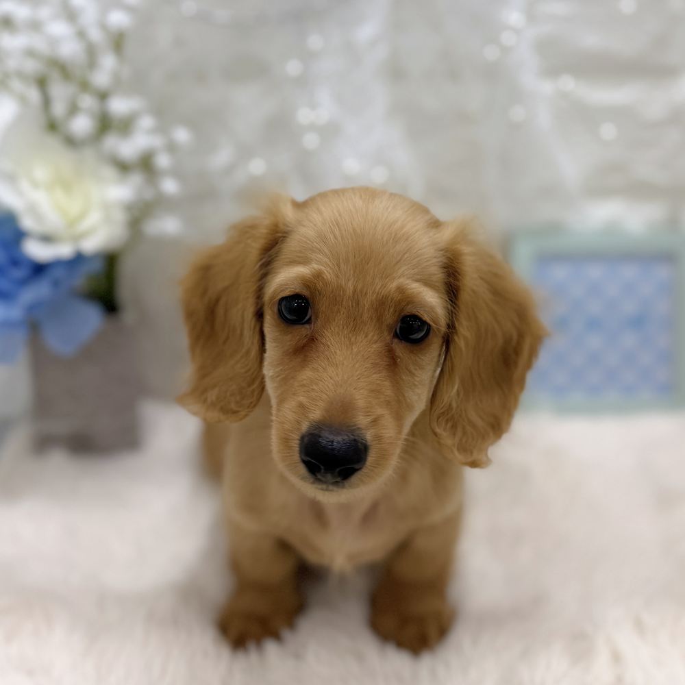 福井県のミニチュアダックスフンド(ロング) (犬の家＆猫の里アミーゴ福井大和田店/2026年7月23日生まれ/男の子/ゴールド)の子犬の4枚目の画像
