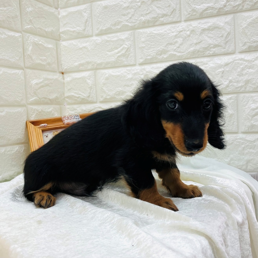 愛知県のミニチュアダックスフンド(ロング) (犬の家＆猫の里名古屋天白店/2026年7月25日生まれ/男の子/ブラックタン)の子犬の4枚目の画像