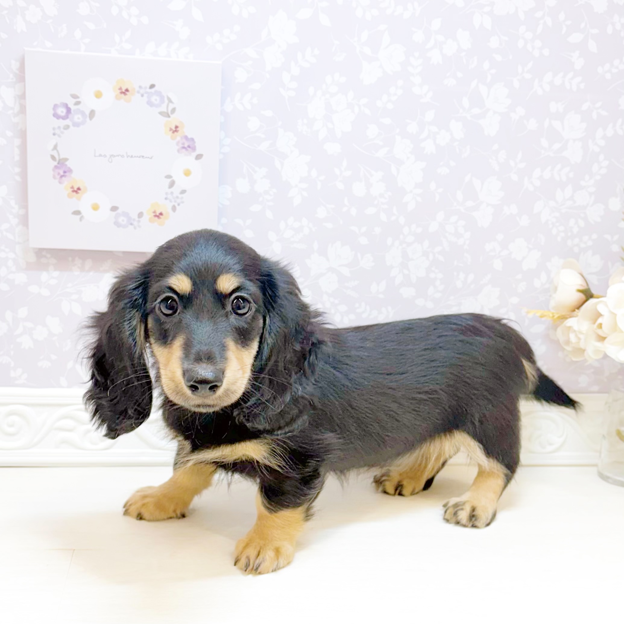 石川県のミニチュアダックスフンド(ロング) (犬の家＆猫の里アミーゴ金沢おこばた店/2026年7月25日生まれ/女の子/ブラッククリーム)の子犬の4枚目の画像