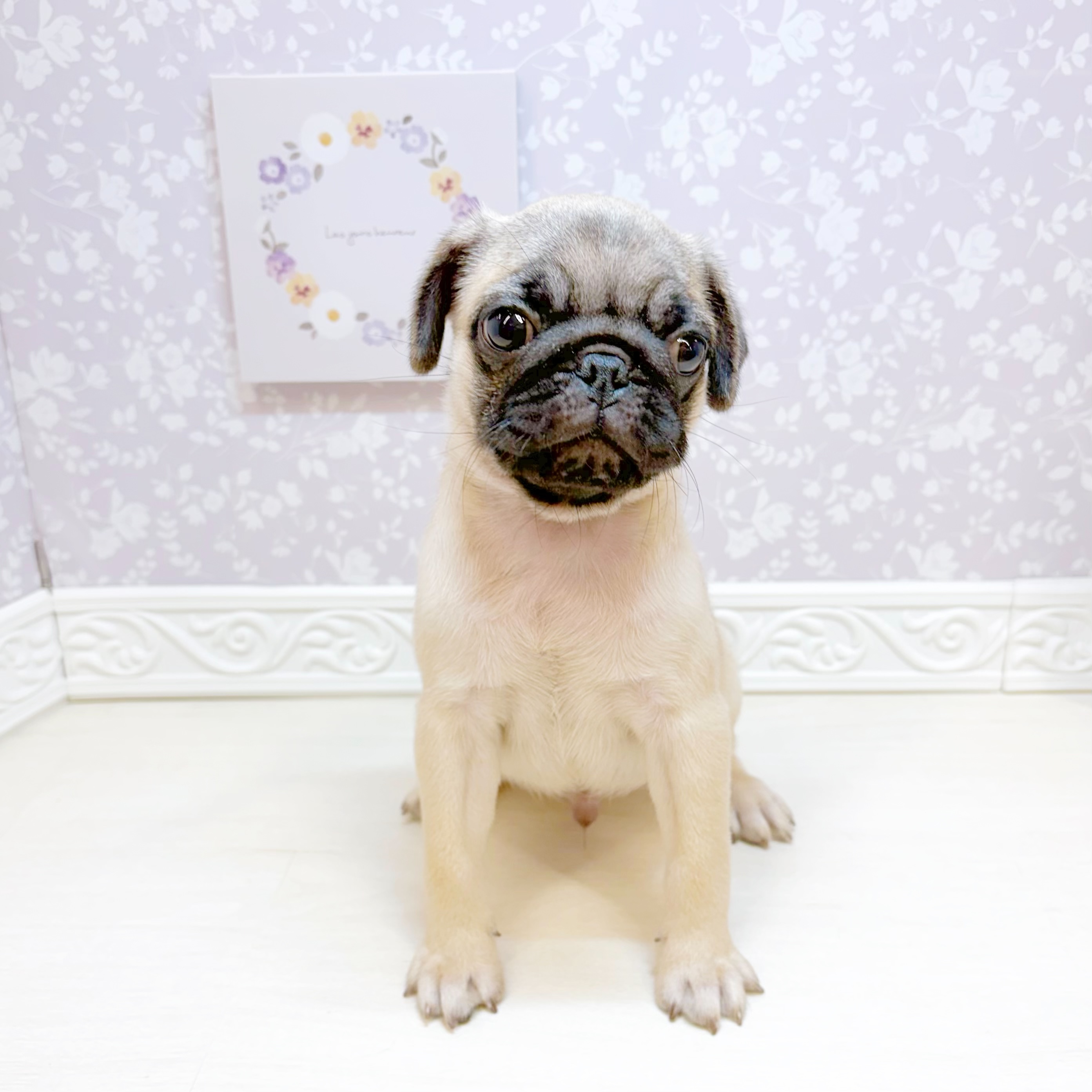 石川県のパグ (犬の家＆猫の里金沢店/2026年7月26日生まれ/男の子/フォーン)の子犬の4枚目の画像