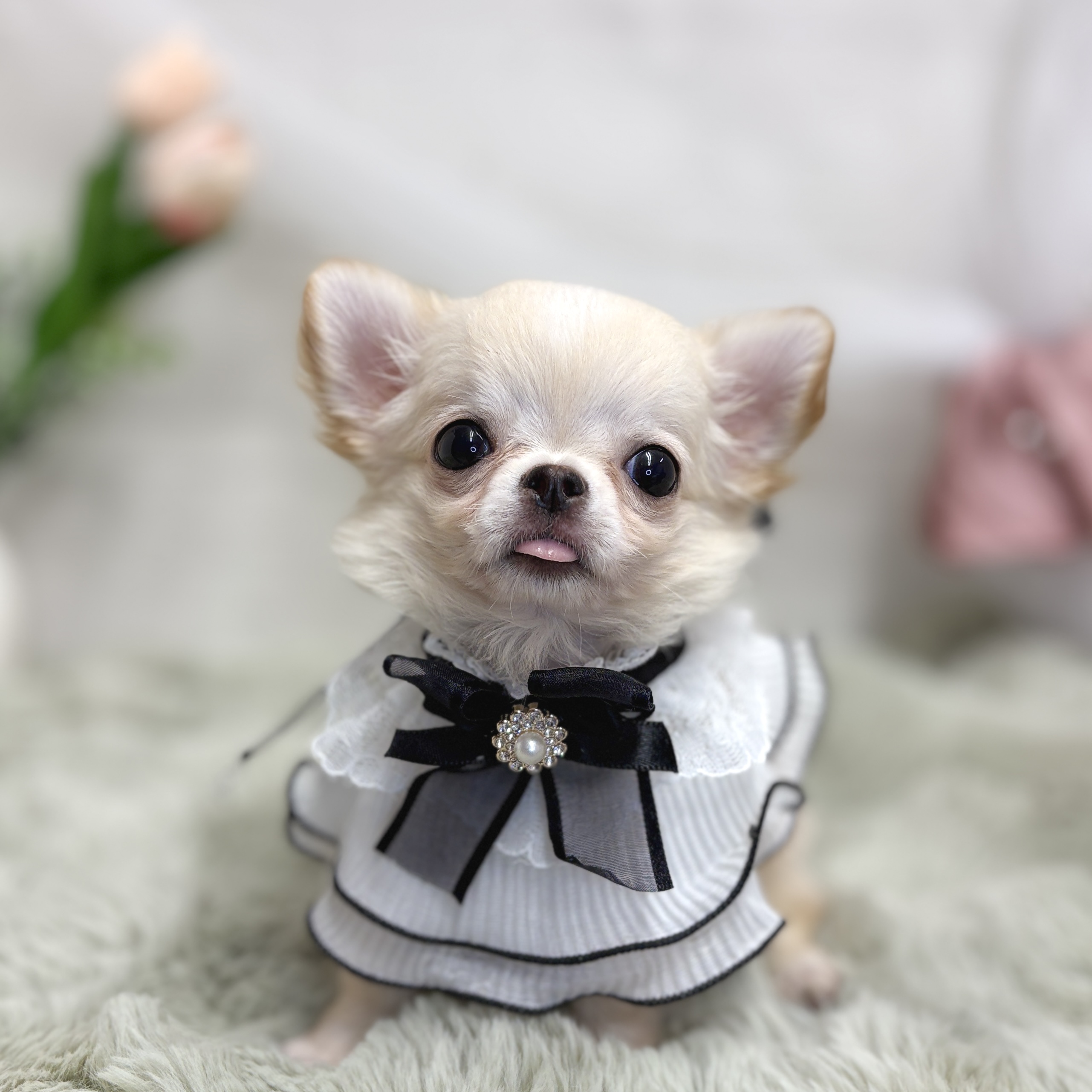 神奈川県のチワワ(ロング) (犬の家＆猫の里相模原店/2026年7月19日生まれ/男の子/クリームホワイト)の子犬の4枚目の画像