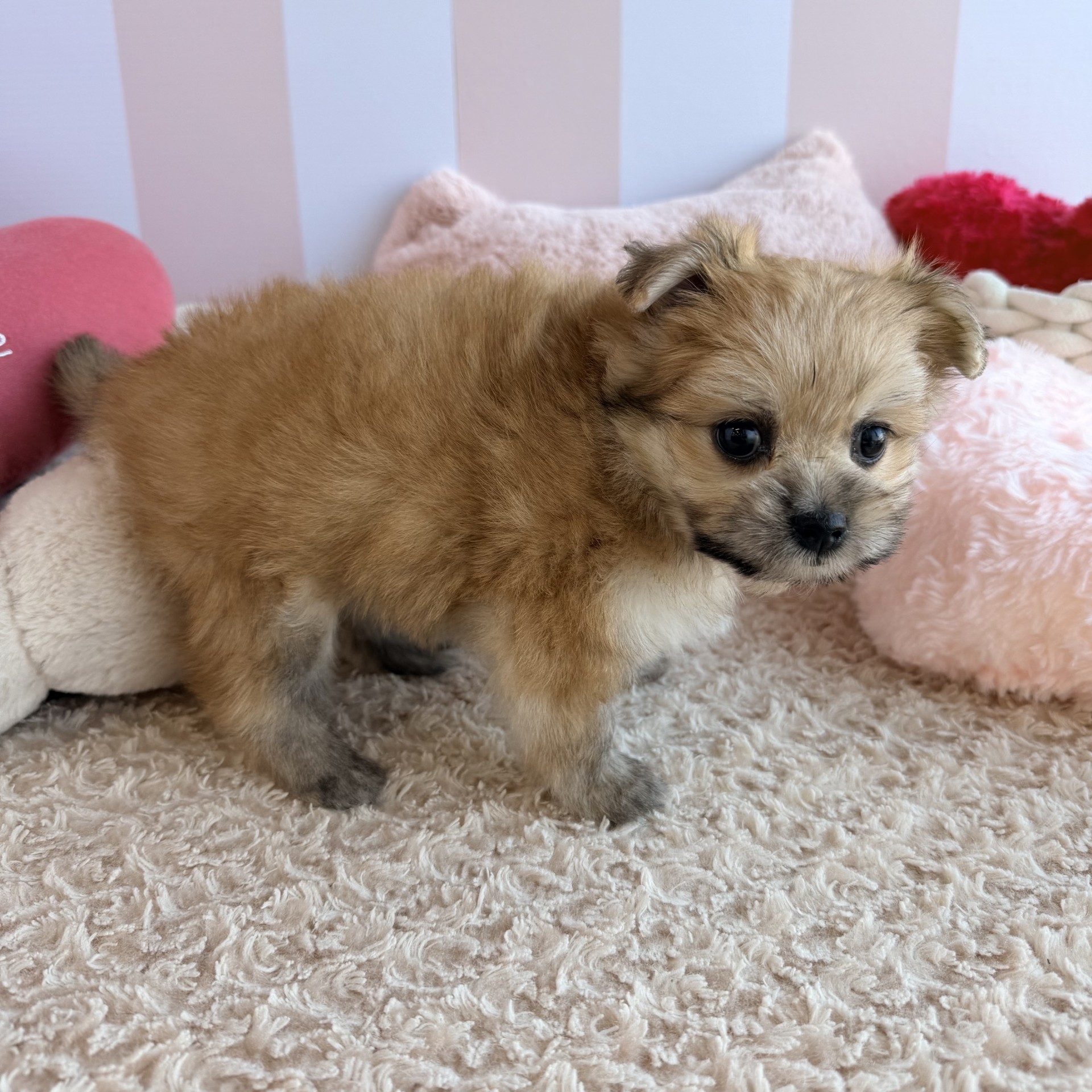 岡山県のポメマル/マルポメ(ポメラニアン×マルチーズ) (犬の家＆猫の里倉敷中庄店/2026年7月25日生まれ/女の子/フォーン)の子犬の4枚目の画像
