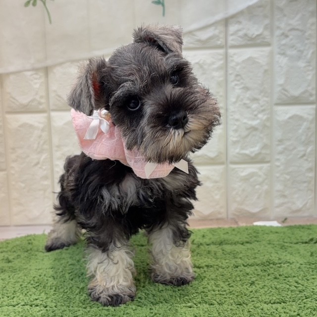 岡山県のミニチュアシュナウザー (犬の家＆猫の里倉敷店/2026年7月25日生まれ/女の子/ソルトペッパー)の子犬の4枚目の画像