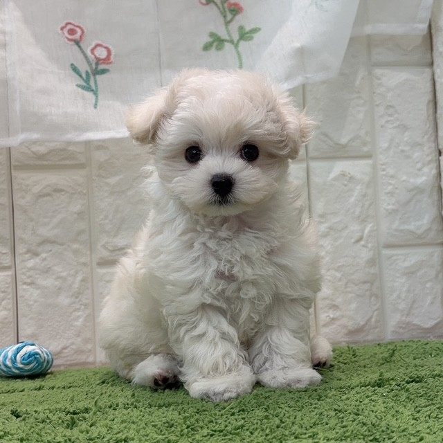 岡山県のマルプー(マルチーズ×プードル) (犬の家＆猫の里倉敷店/2026年7月25日生まれ/女の子/ホワイト)の子犬の1枚目の画像