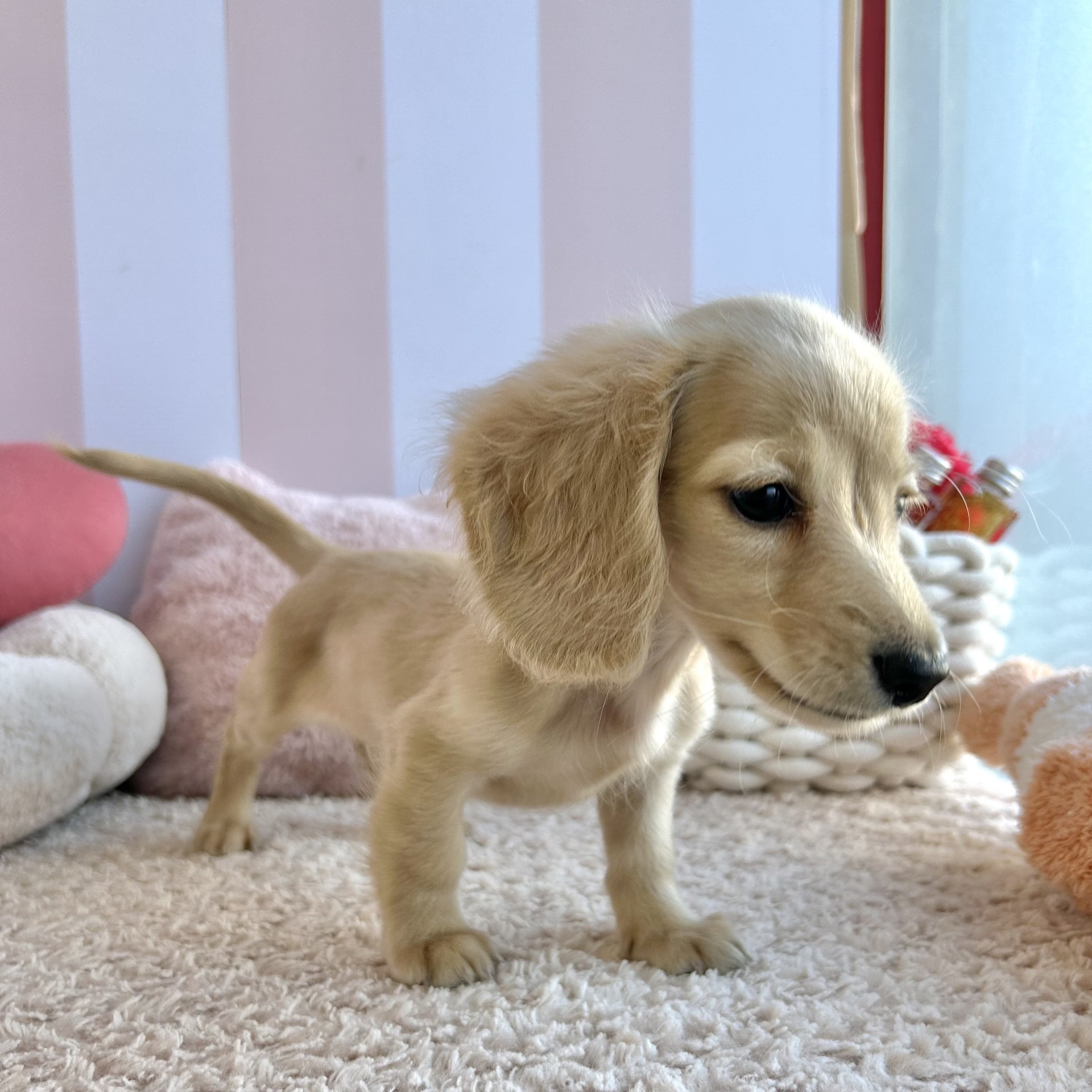 岡山県のミニチュアダックスフンド(ロング) (犬の家＆猫の里倉敷中庄店/2026年7月25日生まれ/女の子/イエロー)の子犬の4枚目の画像