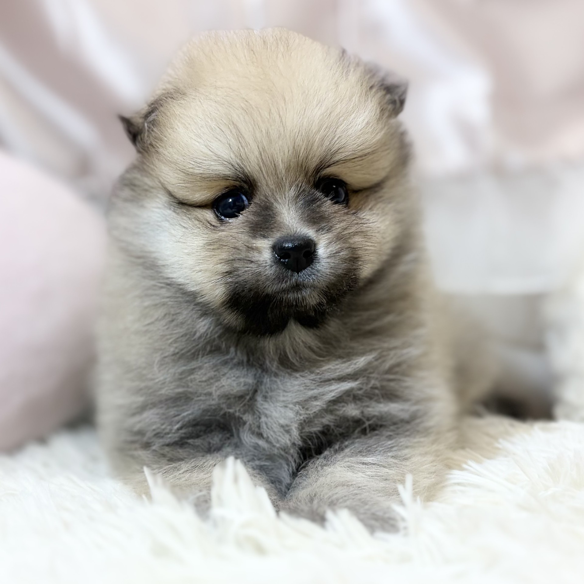 兵庫県のポメラニアン (犬の家＆猫の里カナート西神戸店/2026年7月26日生まれ/男の子/ウルフセーブル)の子犬の4枚目の画像