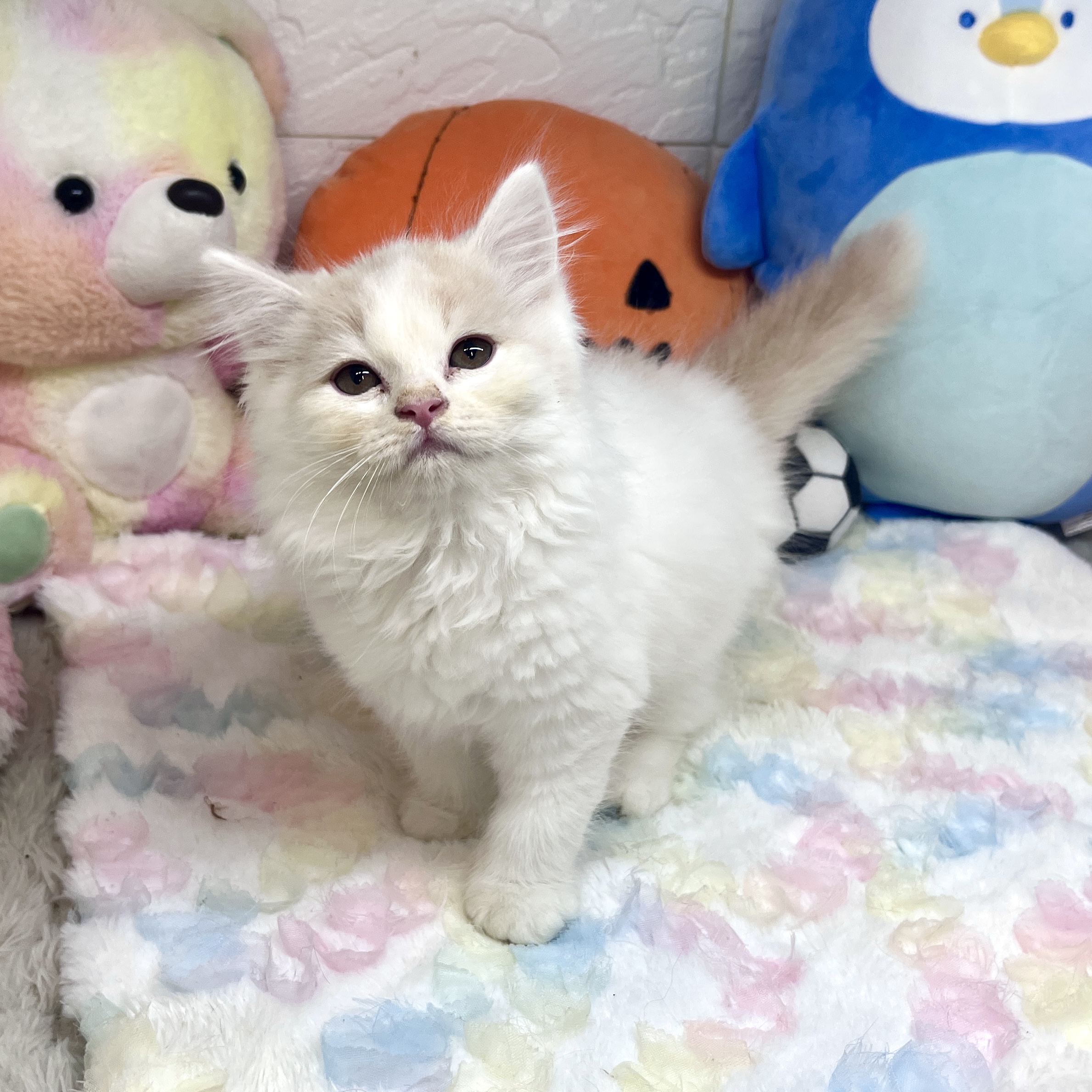 兵庫県のスコティッシュストレート (犬の家＆猫の里ゆめタウン姫路店/2026年7月16日生まれ/男の子/クリームホワイト)の子猫の4枚目の画像