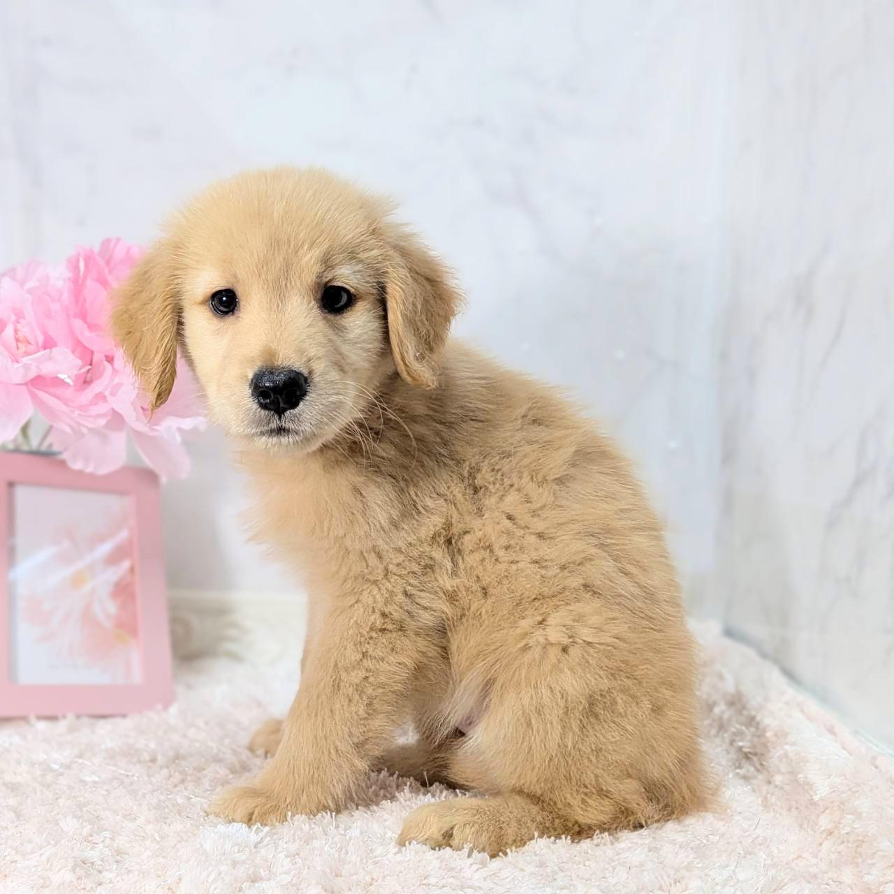福井県のゴールデンレトリバー (犬の家＆猫の里福井店/2026年7月26日生まれ/女の子/ゴールデン)の子犬の4枚目の画像