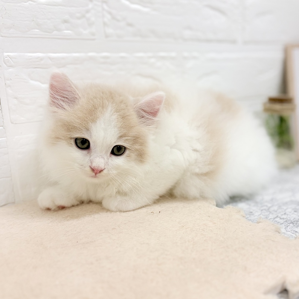 愛知県のミヌエット (犬の家＆猫の里豊田店/2026年7月26日生まれ/男の子/クリームタビーホワイト)の子猫の4枚目の画像