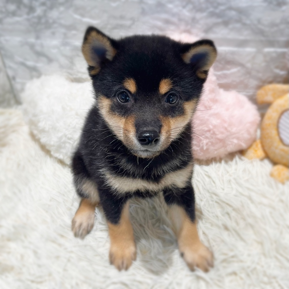 愛知県の豆柴 (犬の家＆猫の里MiO香久山店/2026年7月26日生まれ/男の子/黒)の子犬の4枚目の画像