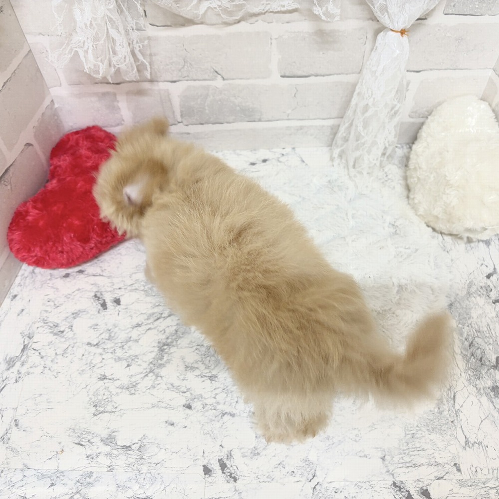 京都府のマルプー(マルチーズ×プードル) (犬の家＆猫の里京都精華店/2026年7月24日生まれ/女の子/クリームホワイト)の子犬の4枚目の画像