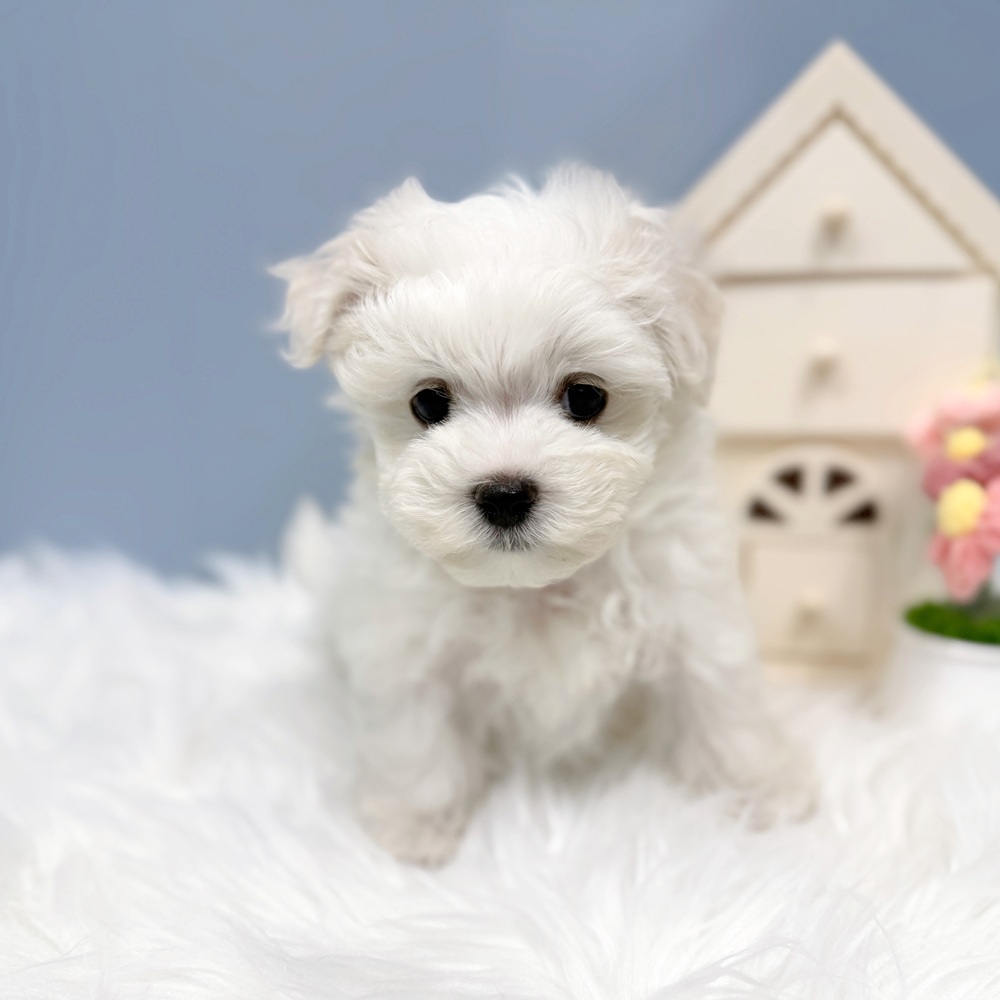 愛知県のマルチーズ (犬の家＆猫の里岡崎店/2026年7月27日生まれ/男の子/ホワイト)の子犬の1枚目の画像