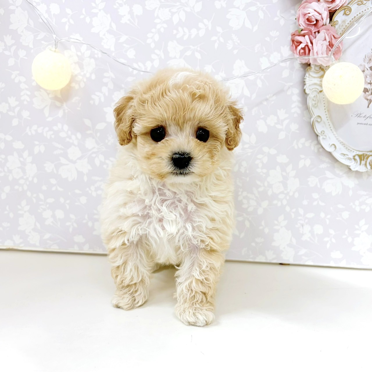 富山県のビションプー(ビションフリーゼ×プードル) (犬の家＆猫の里アミーゴ高岡蓮花寺店/2026年7月27日生まれ/男の子/アプリコット)の子犬の4枚目の画像