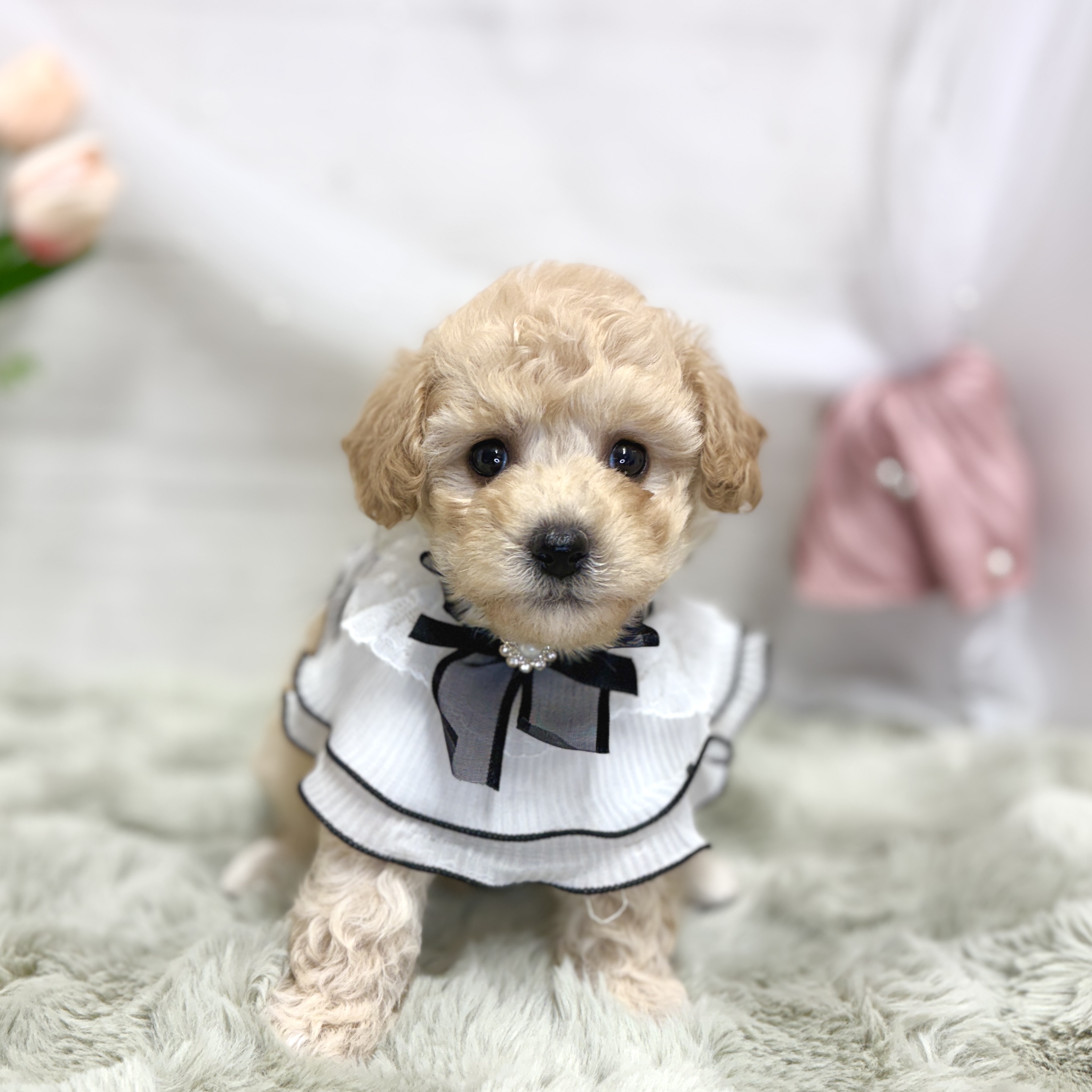 神奈川県のビションプー(ビションフリーゼ×プードル) (犬の家＆猫の里相模原店/2026年7月27日生まれ/女の子/アプリコット)の子犬の4枚目の画像