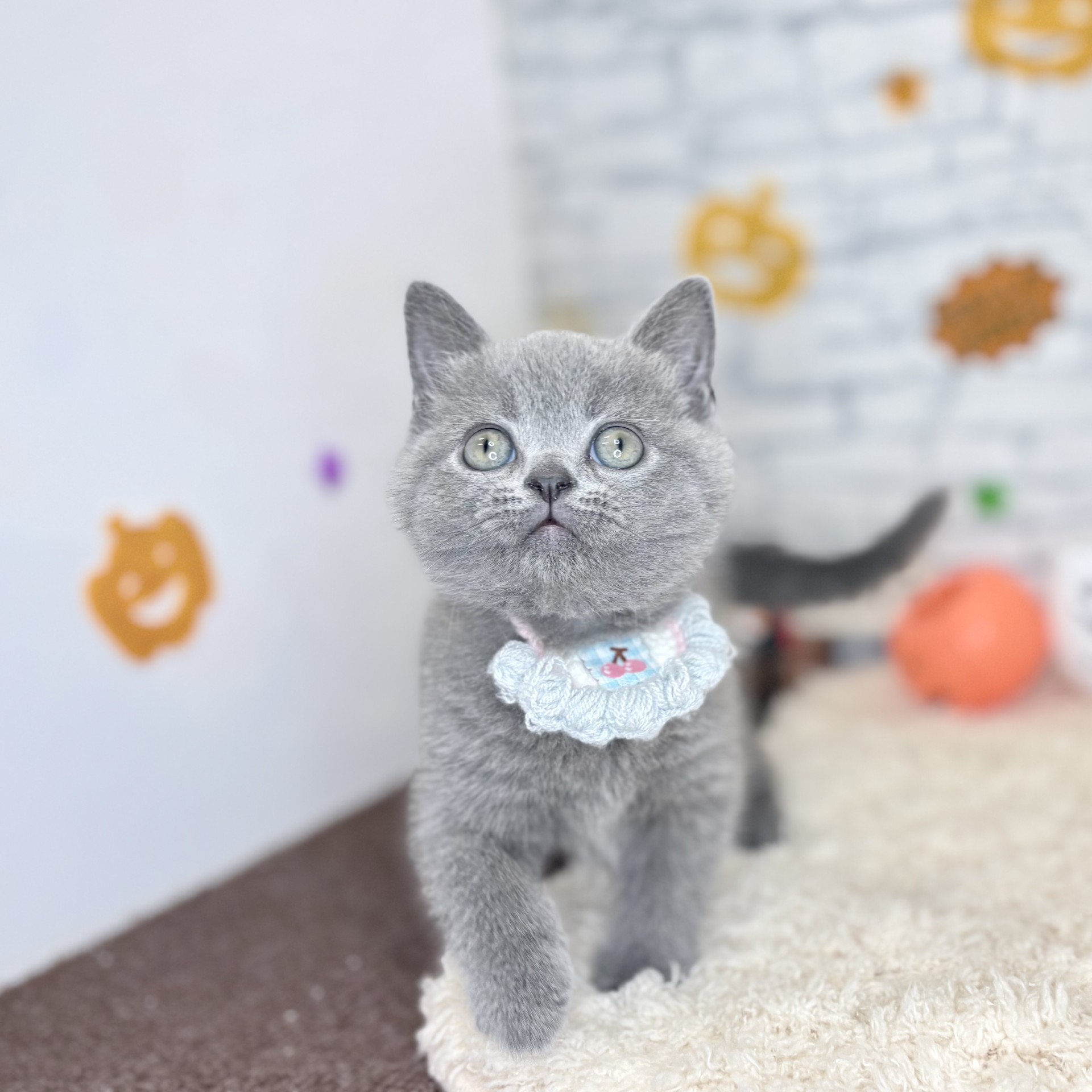 長野県のブリティッシュショートヘアー (犬の家＆猫の里長野店/2026年7月28日生まれ/女の子/ブルー)の子猫の4枚目の画像