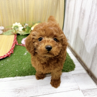 神奈川県のトイプードル(トイ) (犬の家＆猫の里小田原店/2026年7月28日生まれ/女の子/レッド)の子犬の1枚目の画像