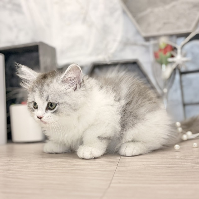 千葉県のミヌエット (犬の家＆猫の里ワンズモール稲毛店/2026年7月26日生まれ/男の子/シルバータビーホワイト)の子猫の4枚目の画像