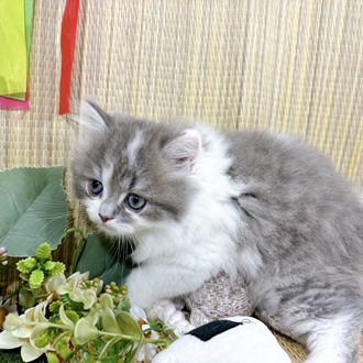 生体画像４