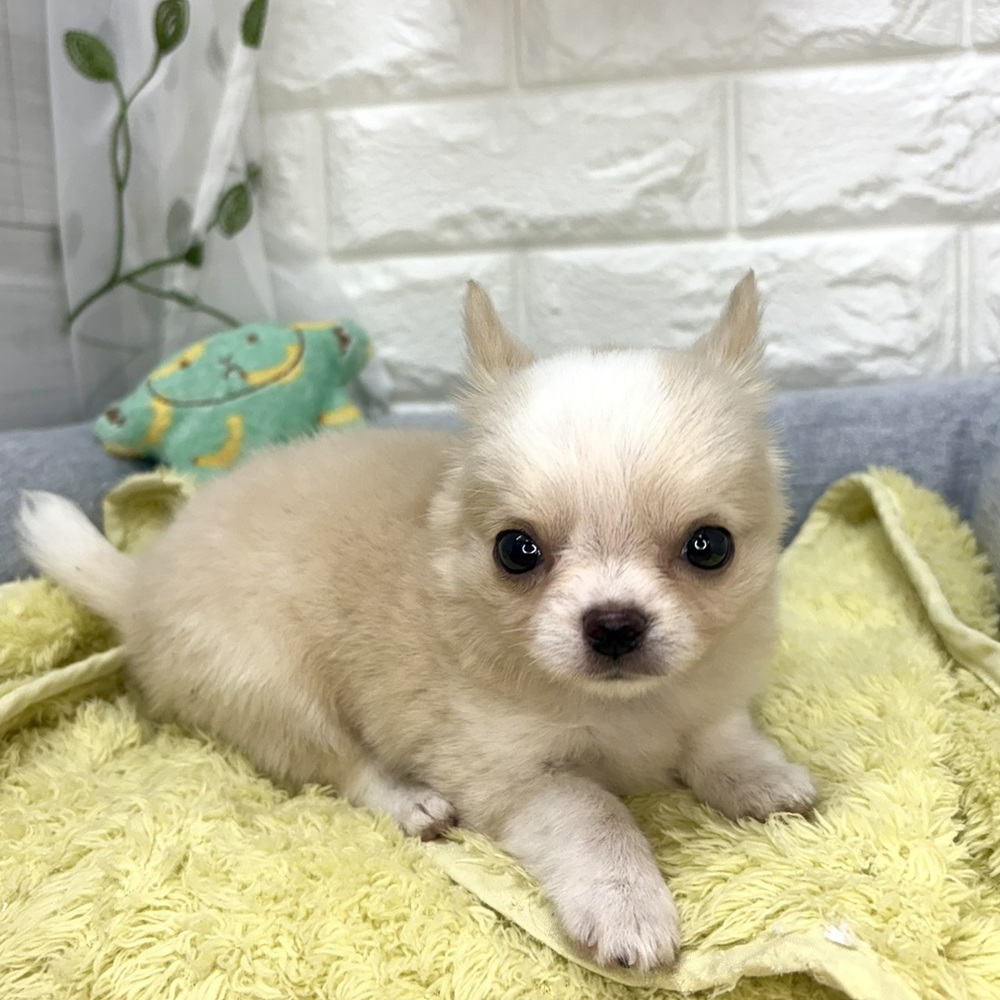 長野県のチワワ(ロング) (犬の家＆猫の里塩尻店/2026年7月26日生まれ/女の子/クリームホワイト)の子犬の4枚目の画像