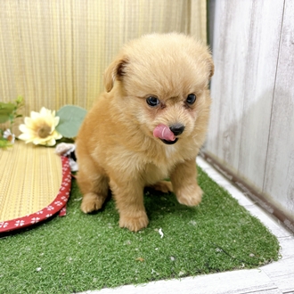 神奈川県のポメプー(ポメラニアン×プードル) (犬の家＆猫の里小田原店/2026年7月28日生まれ/男の子/アプリコット)の子犬の4枚目の画像