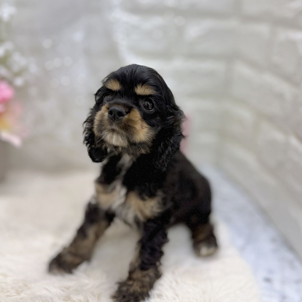 福井県のアメリカンコッカースパニエル (犬の家＆猫の里アミーゴ福井大和田店/2026年7月27日生まれ/女の子/ブラックタン)の子犬の4枚目の画像