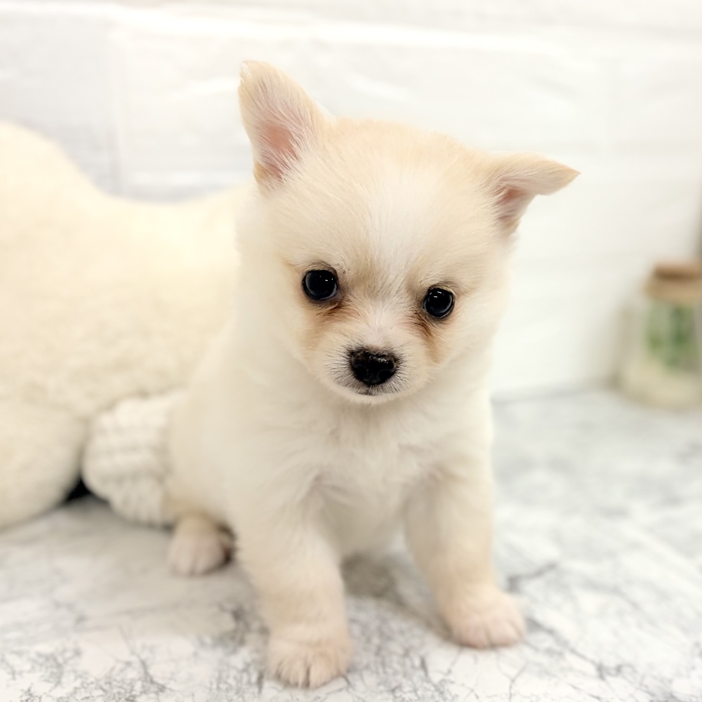 愛知県のポメチワ/チワポメ/ポメチー(ポメラニアン×チワワ) (犬の家＆猫の里豊田店/2026年7月28日生まれ/男の子/クリーム)の子犬の4枚目の画像