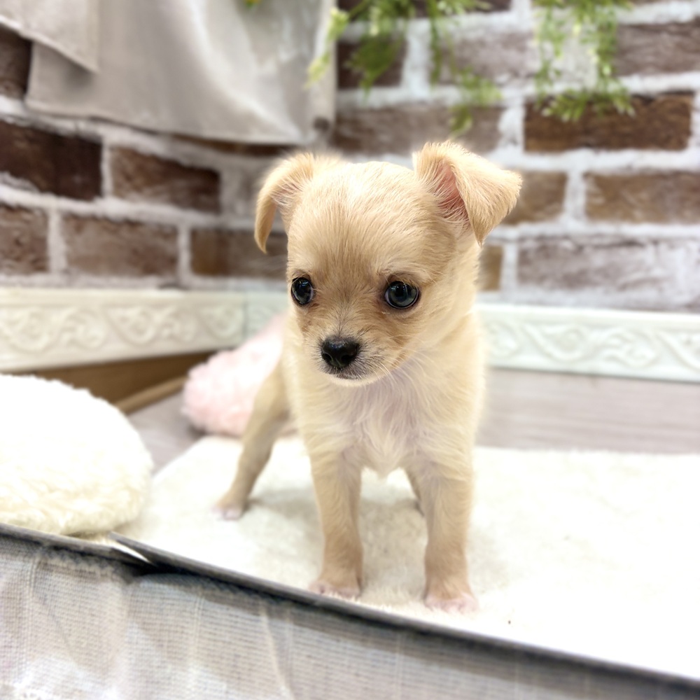 三重県のチワワ(ロング) (犬の家＆猫の里三重桑名店/2026年7月28日生まれ/男の子/クリームホワイト)の子犬の4枚目の画像