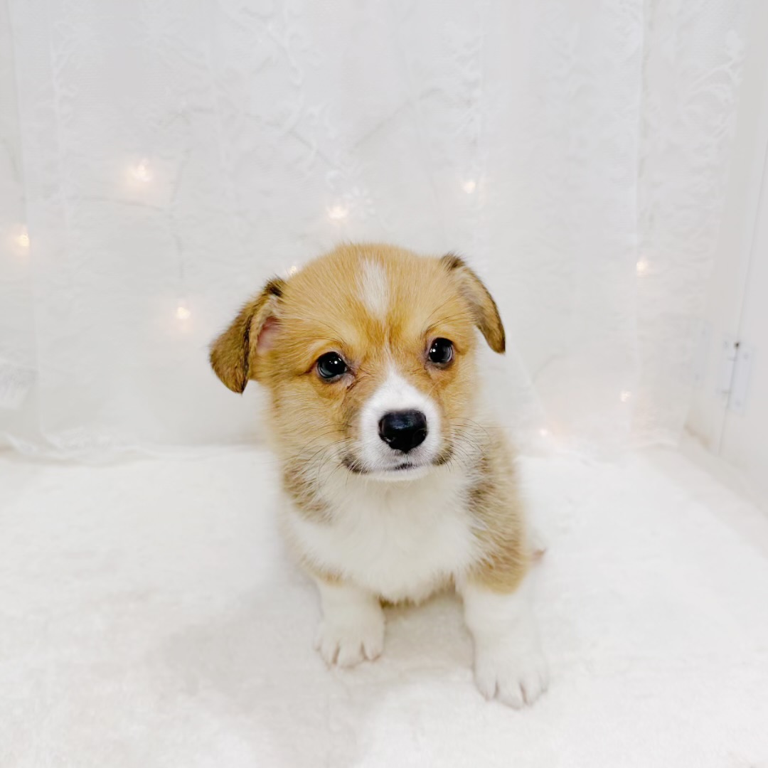 千葉県のウェルシュコーギーペンブローク (犬の家＆猫の里BIGHOPガーデンモール印西店/2026年7月28日生まれ/男の子/レッドホワイト)の子犬の4枚目の画像