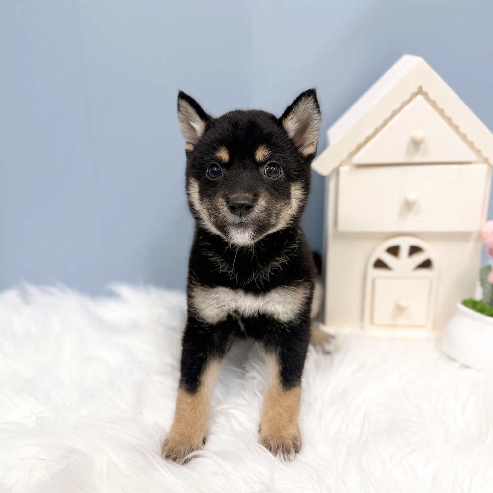 愛知県の柴犬(標準サイズ) (犬の家＆猫の里岡崎店/2026年7月28日生まれ/女の子/黒)の子犬の4枚目の画像