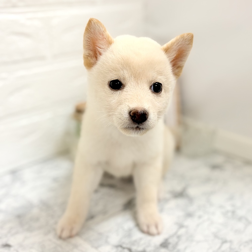 愛知県の柴犬(標準サイズ) (犬の家＆猫の里豊田店/2026年7月28日生まれ/女の子/白)の子犬の1枚目の画像