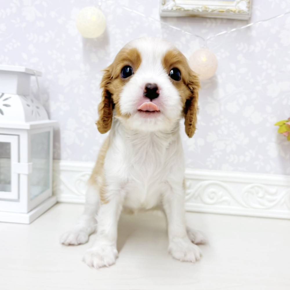 富山県のキャバリアキングチャールズスパニエル (犬の家＆猫の里アミーゴ山室店/2026年7月27日生まれ/女の子/ブレンハイム)の子犬の4枚目の画像