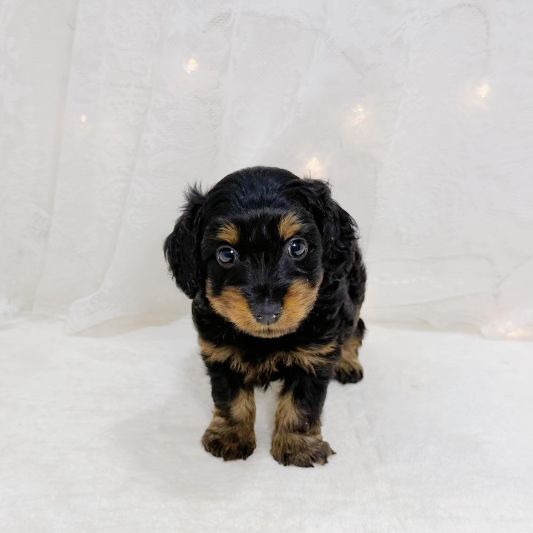 千葉県のダップー(ダックス×プードル) (犬の家＆猫の里BIGHOPガーデンモール印西店/2026年7月26日生まれ/男の子/ブラックタン)の子犬の4枚目の画像