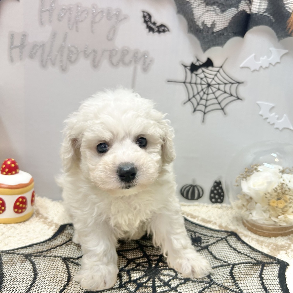 静岡県のビションフリーゼ (犬の家＆猫の里プレ葉ウォーク浜北店/2026年7月26日生まれ/男の子/ホワイト)の子犬の4枚目の画像