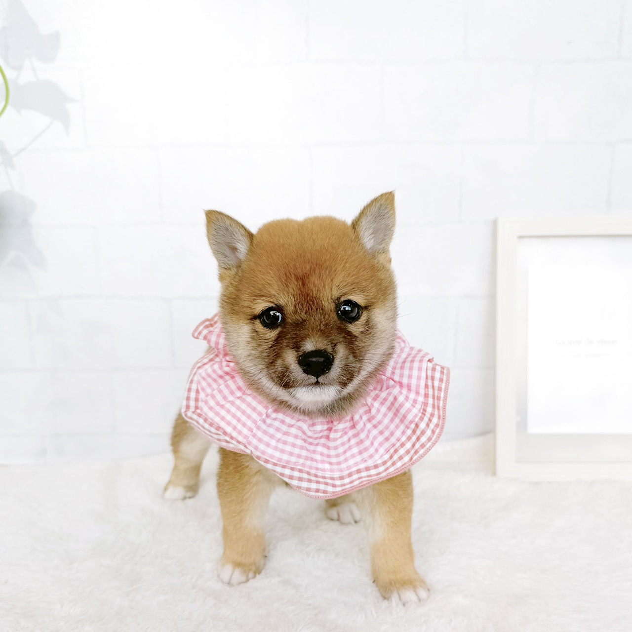 石川県の豆柴 (犬の家＆猫の里金沢店/2026年7月28日生まれ/女の子/赤)の子犬の4枚目の画像