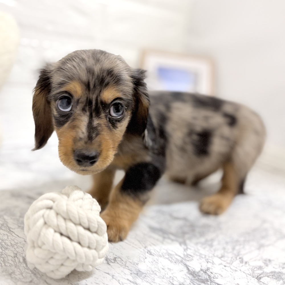 愛知県のミニチュアダックスフンド(ロング) (犬の家＆猫の里豊田店/2026年7月27日生まれ/男の子/シルバーダップル)の子犬の4枚目の画像