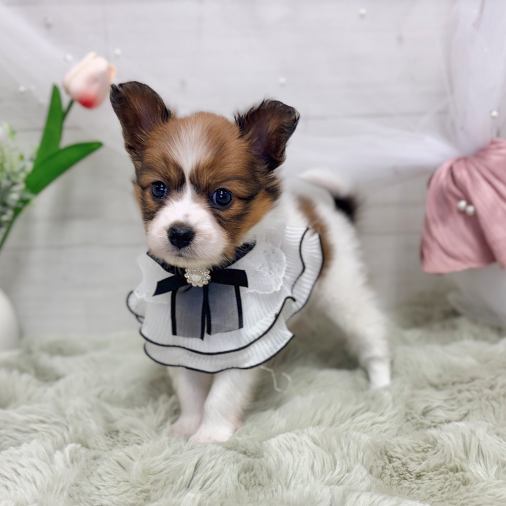神奈川県のパピヨン (犬の家＆猫の里相模原店/2026年7月26日生まれ/女の子/ホワイトブラウン)の子犬の4枚目の画像