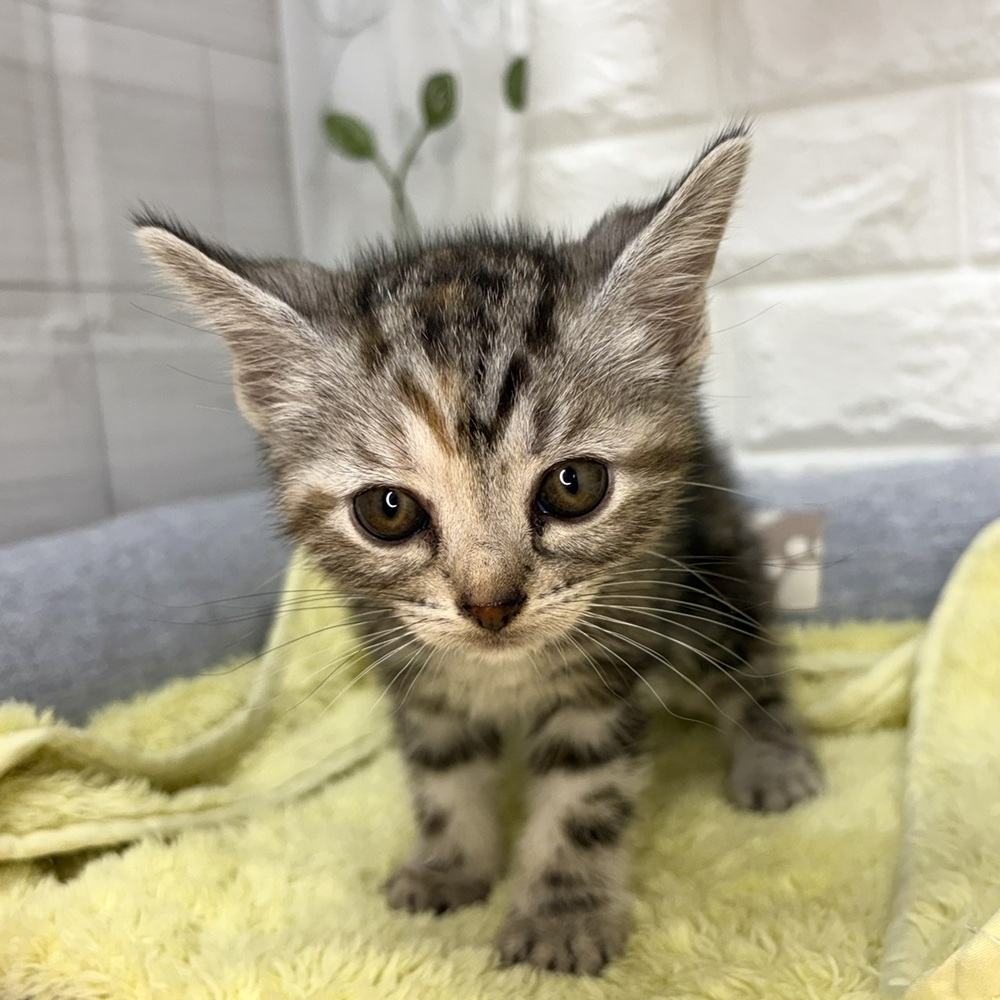 長野県のアメリカンショートヘアー (犬の家＆猫の里塩尻店/2026年7月24日生まれ/女の子/シルバーパッチドタビー)の子猫の4枚目の画像