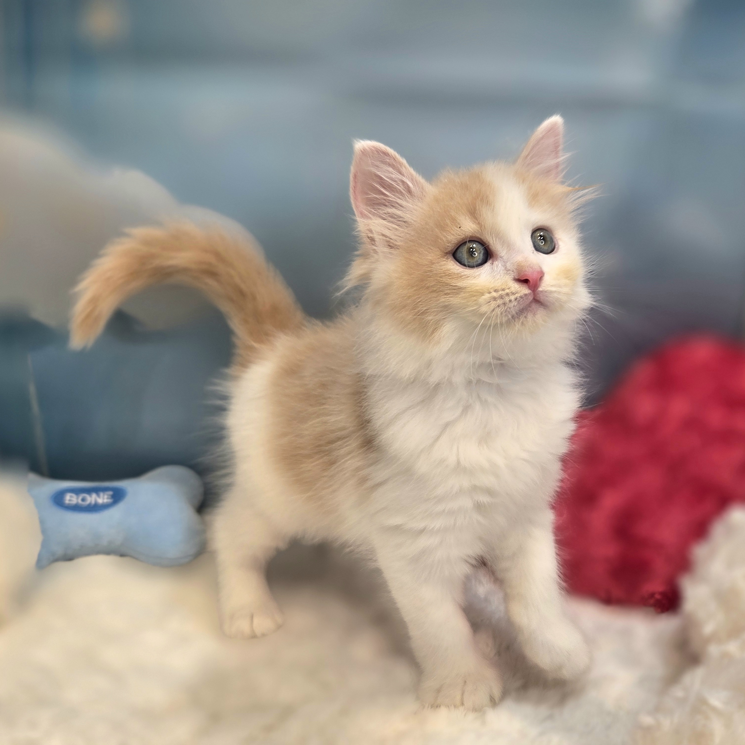 長野県のサイベリアン (犬の家＆猫の里カインズ梓川店/2026年7月26日生まれ/男の子/クリームタビーホワイト)の子猫の4枚目の画像