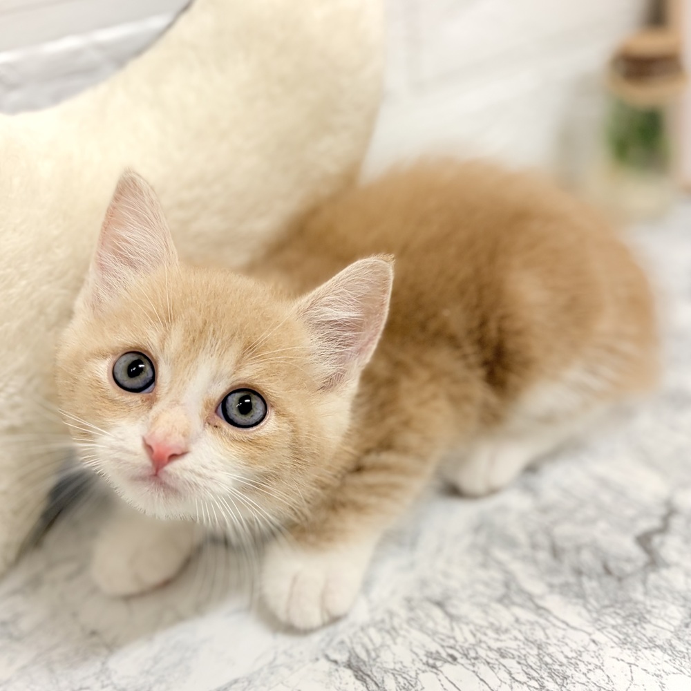 愛知県のマンチカン (犬の家＆猫の里豊田店/2026年7月27日生まれ/男の子/クリームタビーホワイト)の子猫の4枚目の画像