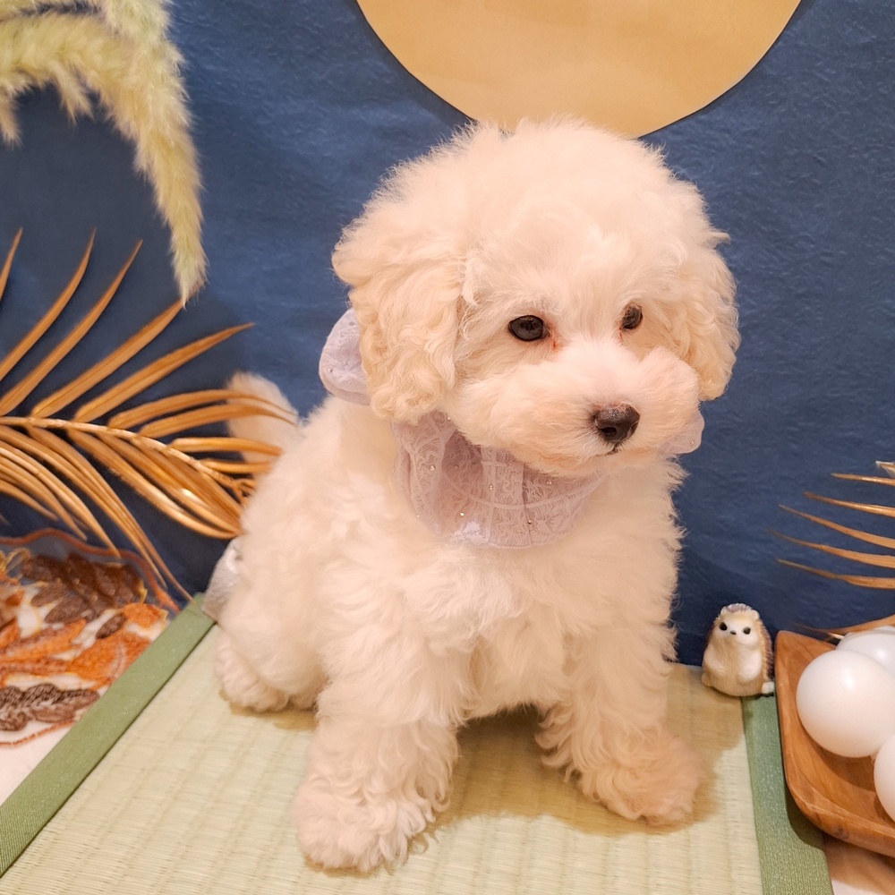 静岡県のトイプードル(トイ) (犬の家＆猫の里富士店/2026年7月27日生まれ/男の子/ホワイト)の子犬の4枚目の画像