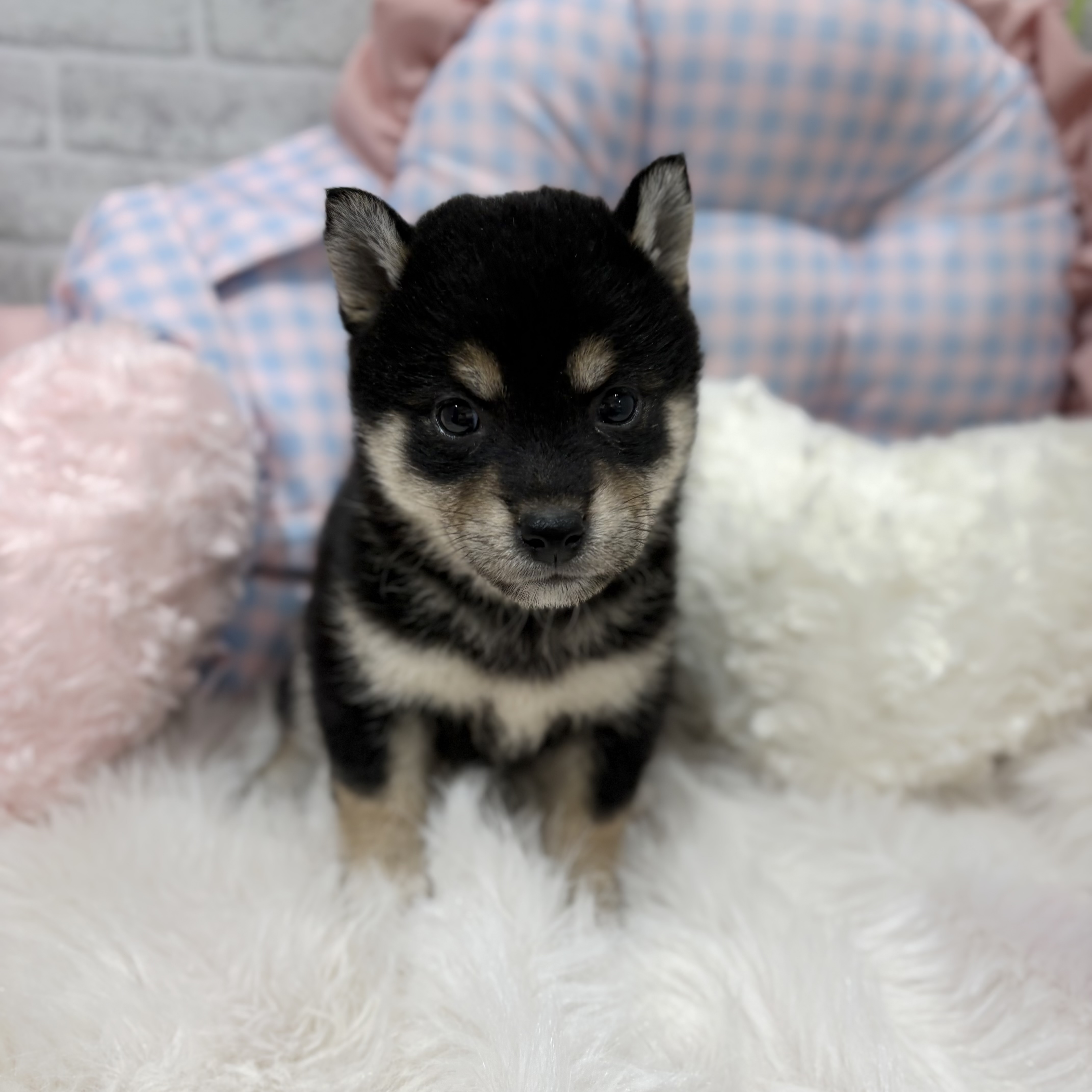 神奈川県の柴犬(標準サイズ) (犬の家＆猫の里元住吉ブレーメン通り店/2026年7月27日生まれ/女の子/黒)の子犬の4枚目の画像